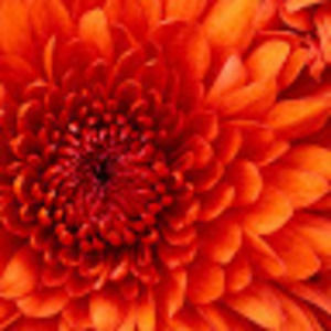 Meet your Posher, Chelsea